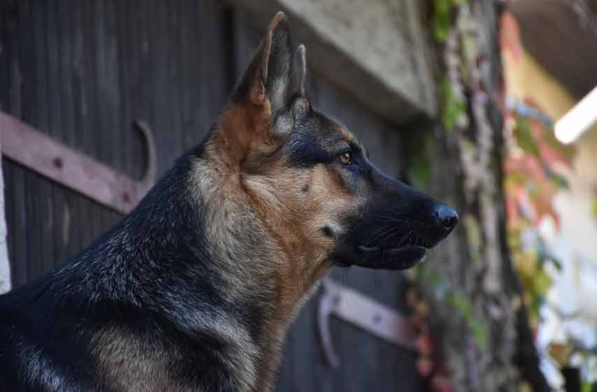 Blue Heeler German Shepherd