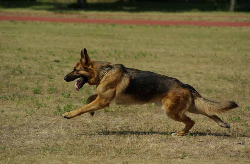 Blue Heeler German Shepherd