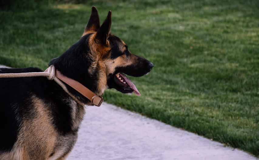 Blue Heeler German Shepherd