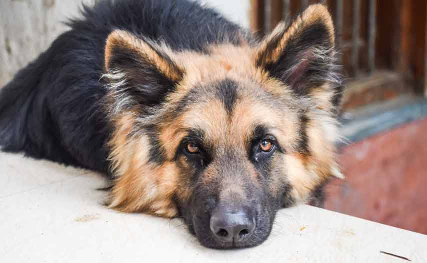 Blue Heeler German Shepherd