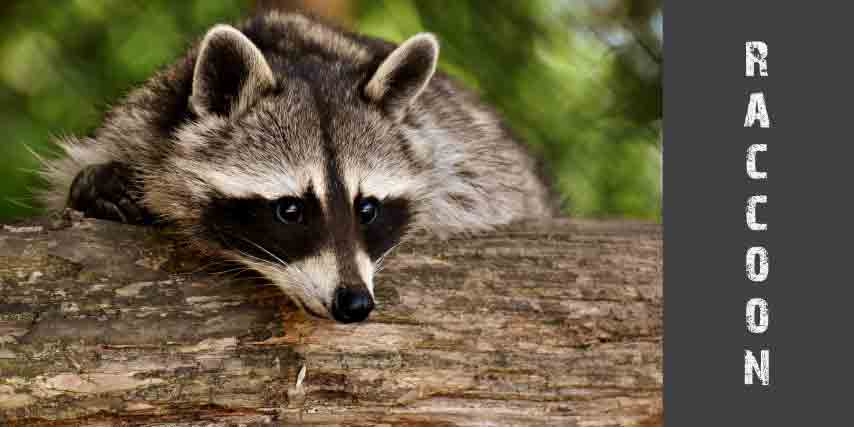 raccoon