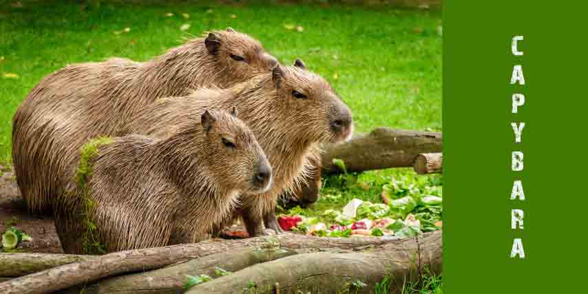 capybara