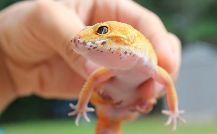 Crested Gecko