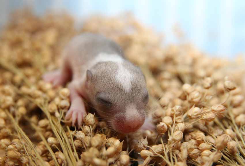 Gerbils