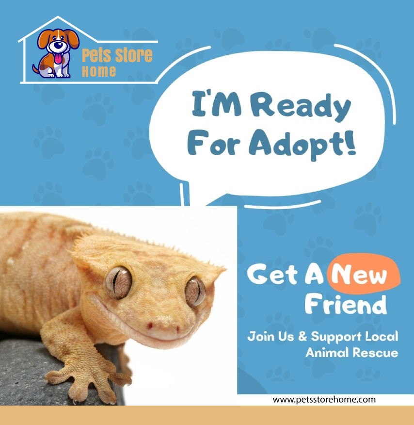 cute crested gecko, blue crested gecko, white crested gecko