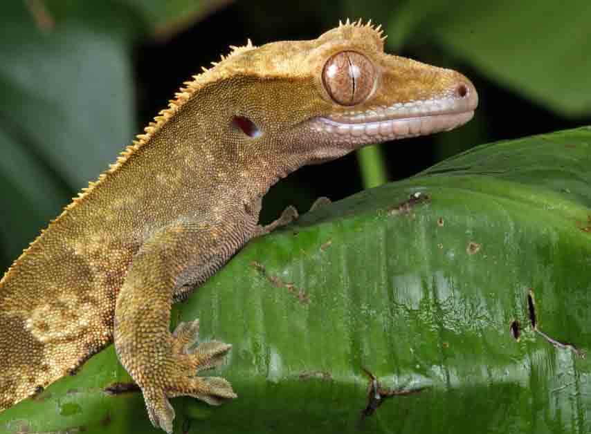 Crested Gecko Tank Size