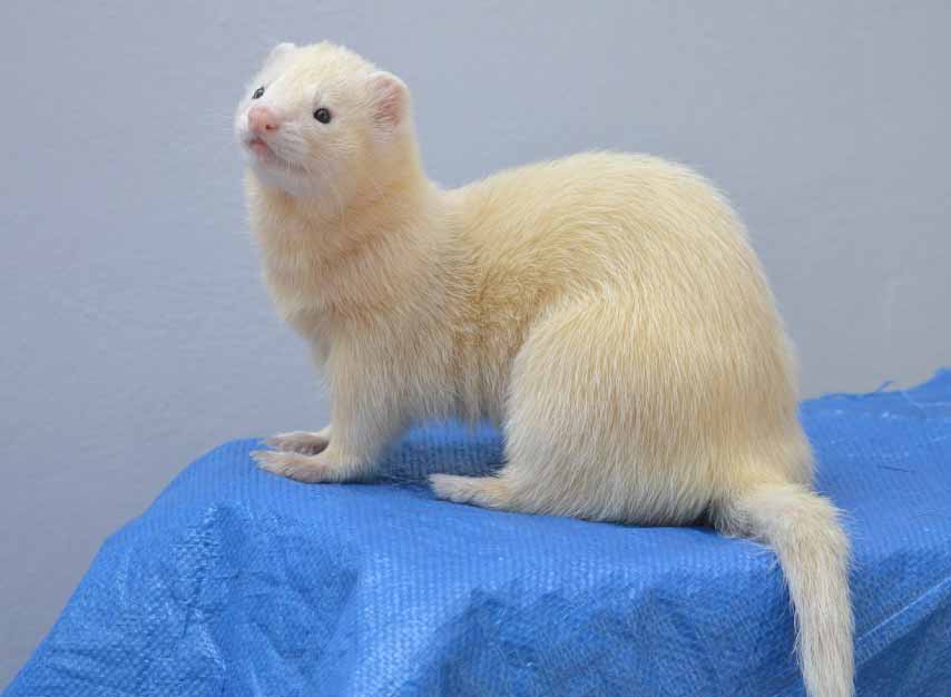how long do ferrets live as pets
