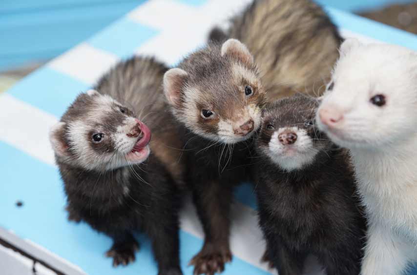 Ferret