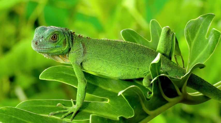 Green iguana