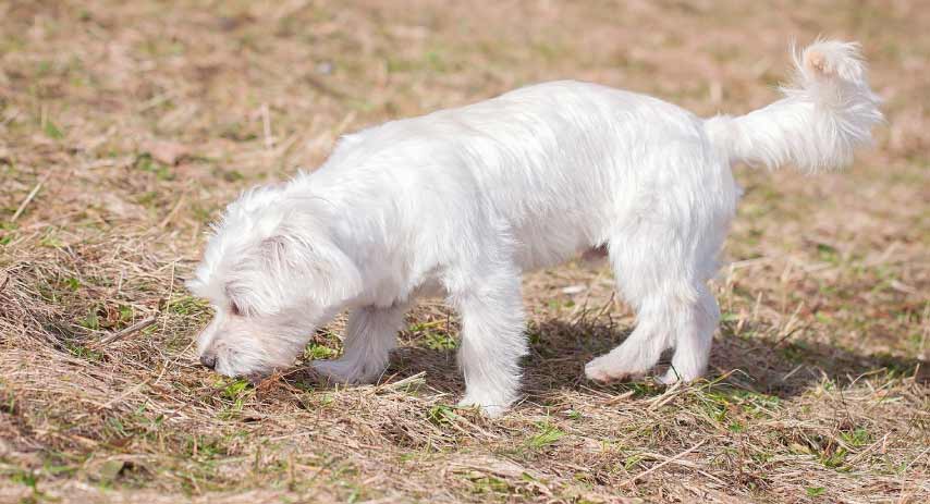Are Maltese Dogs Hypoallergenic