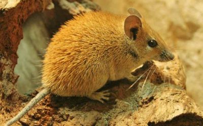 How Long Do Gerbils Live as Pets ! In Captivity For in The Wild