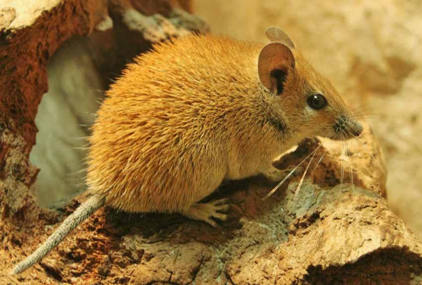 How Long Do Gerbils Live as Pets ! In Captivity For in The Wild