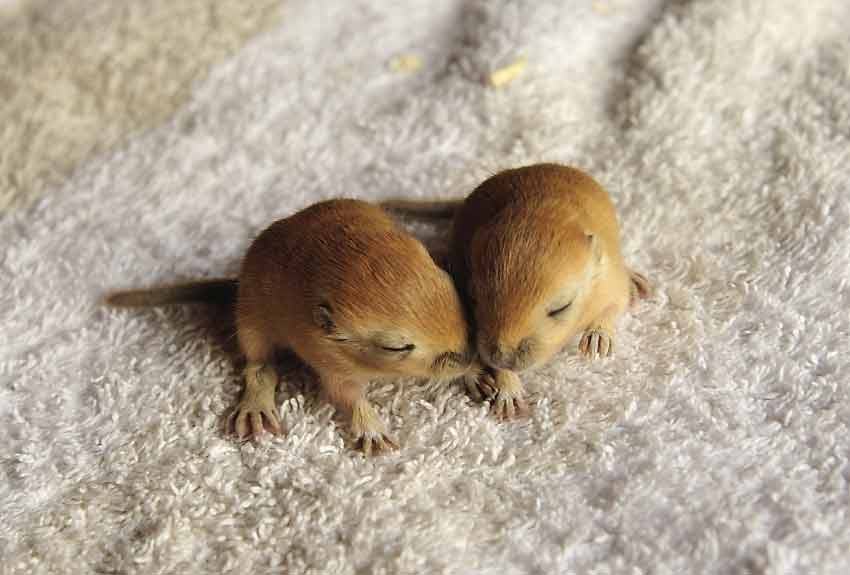 Gerbils