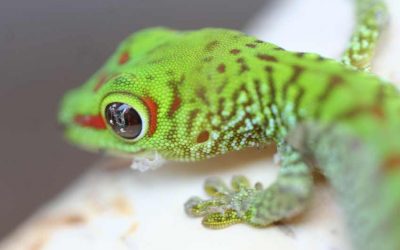 Blue Crested Gecko Morphs Price  for Sale
