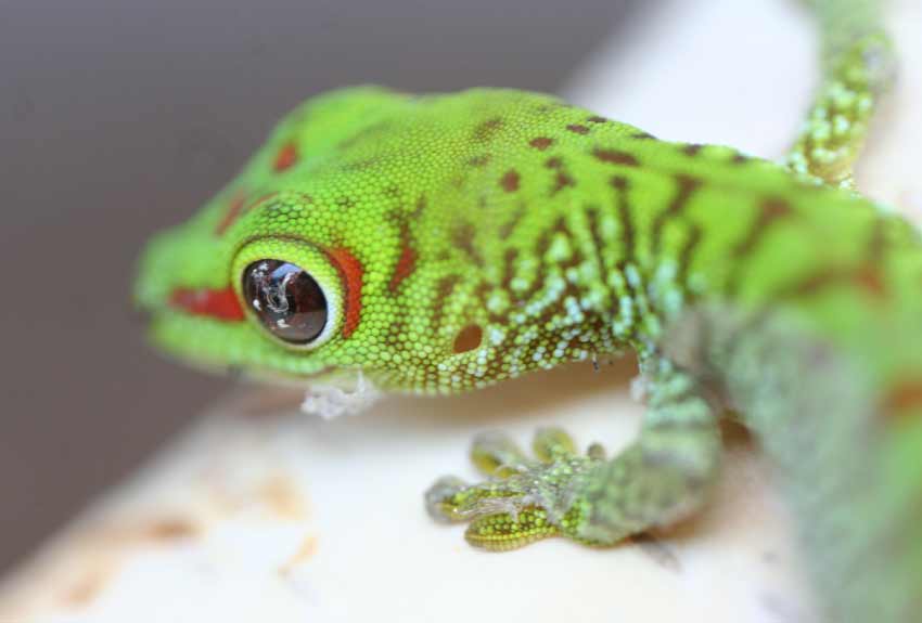 Blue Crested Gecko Morphs Price  for Sale