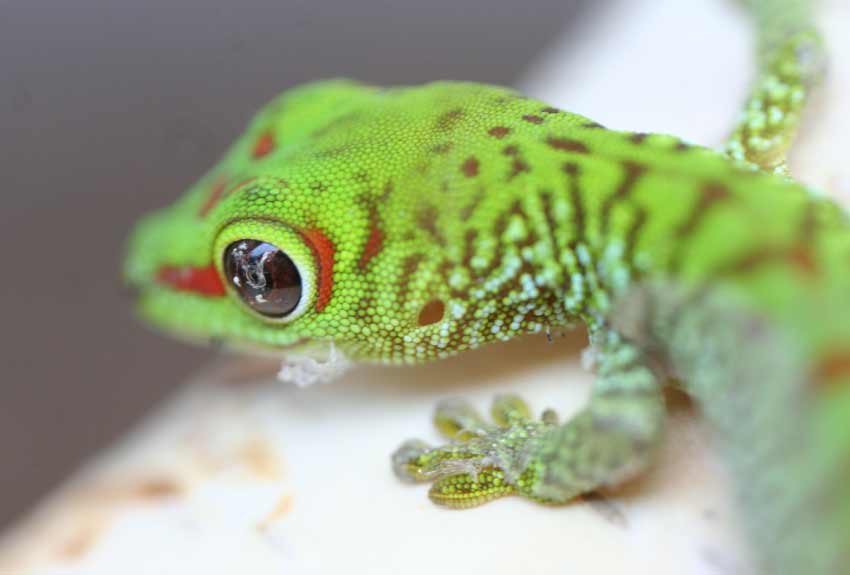 Blue Crested Gecko Morphs