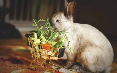 Can Rabbits Eat Bok Choy?