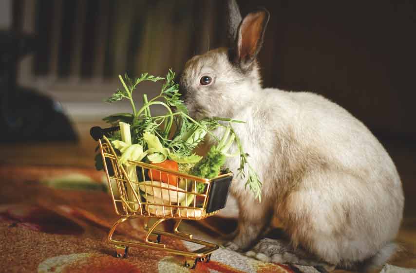 Can Rabbits Eat Bok Choy?