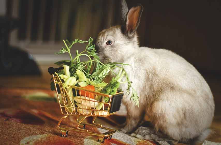 Can Rabbits Eat Bok Choy