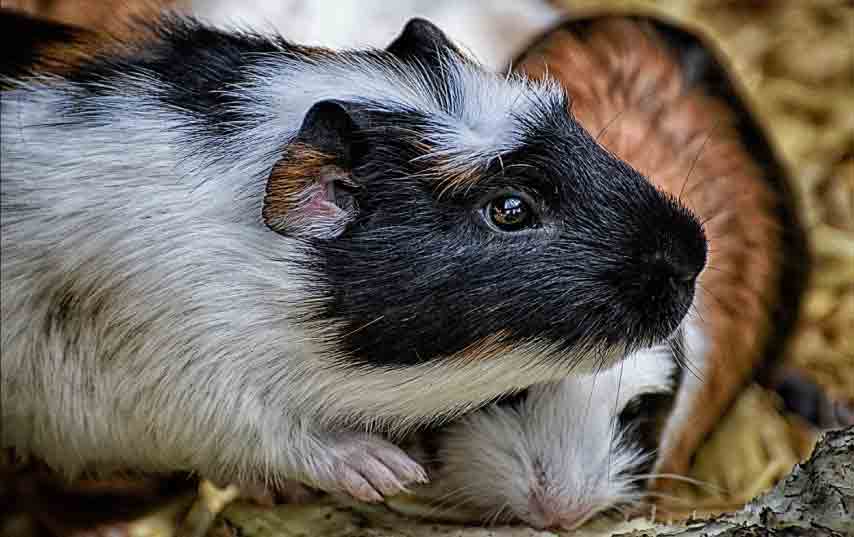 guinea pig