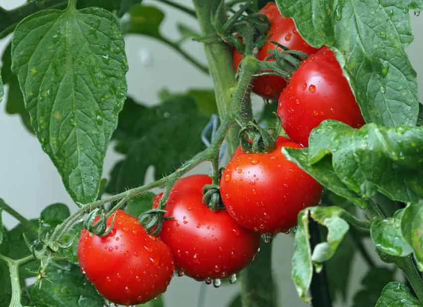 can bearded dragons eat tomatoes