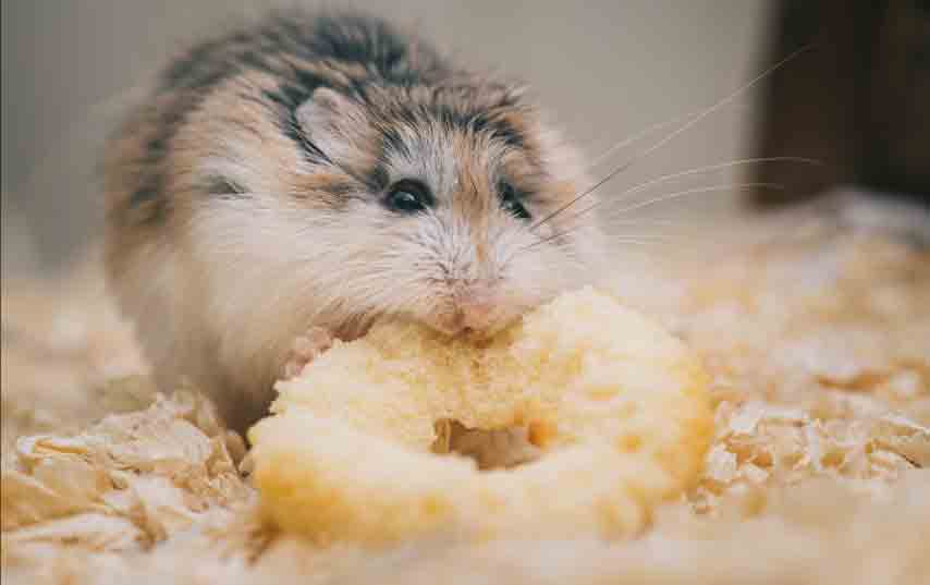 hamster