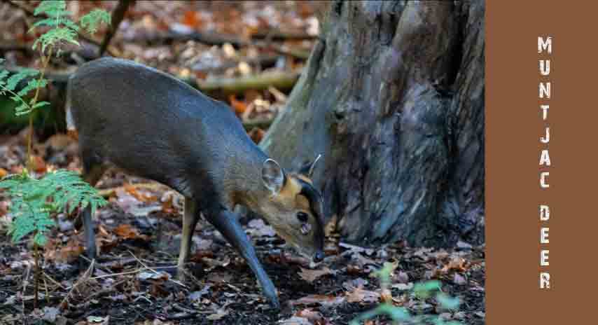 Muntjac deer