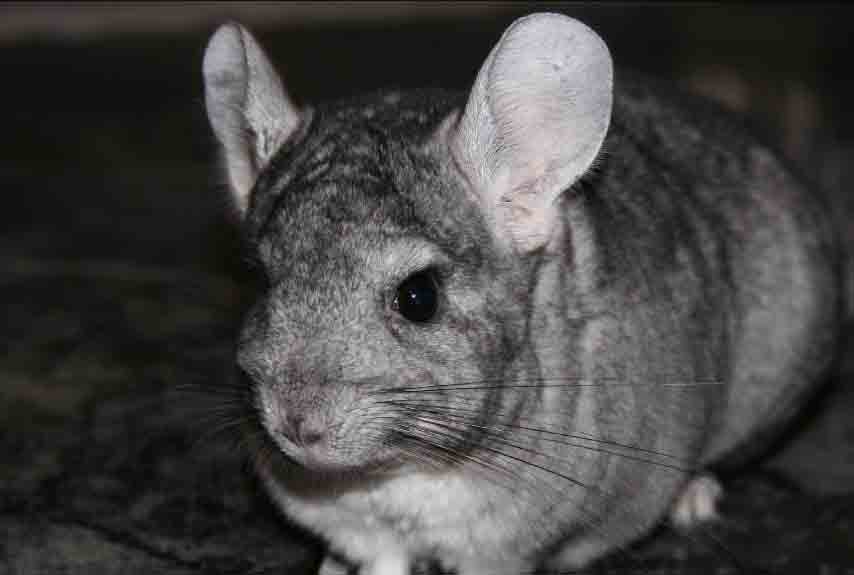 Chinchillas