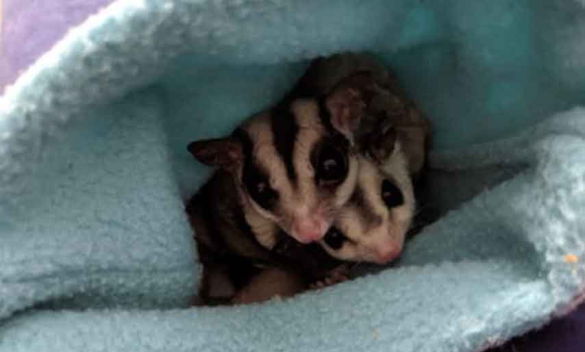 Sugar glider Squirrel