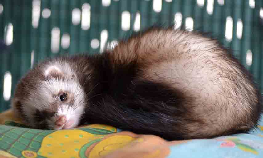 Ferret