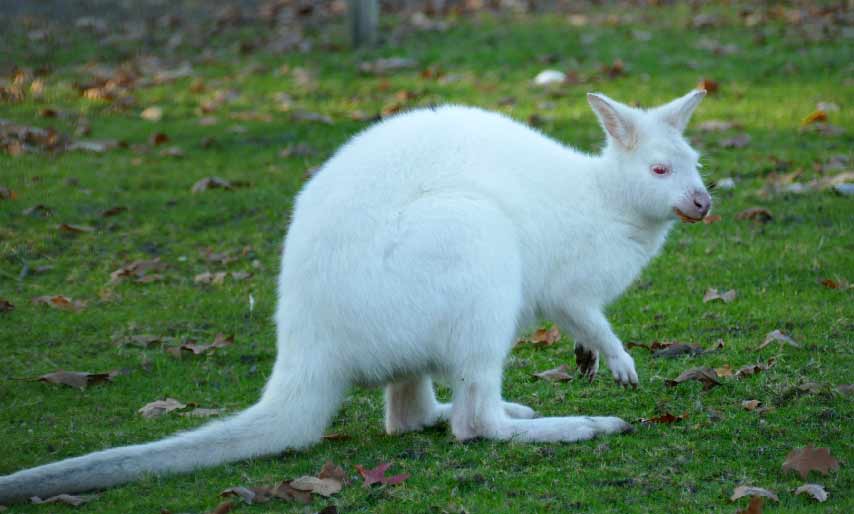 Wallaby