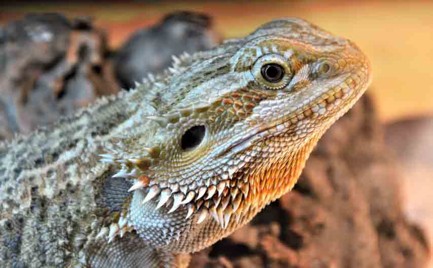 Bearded Dragon