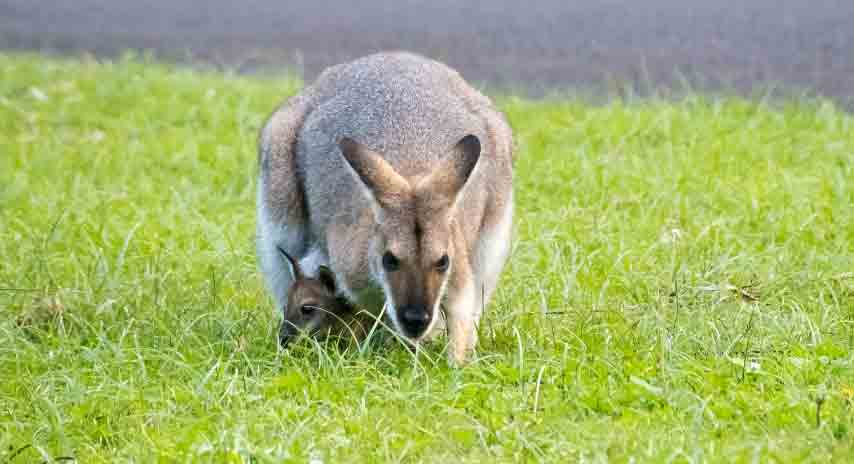 wallaby