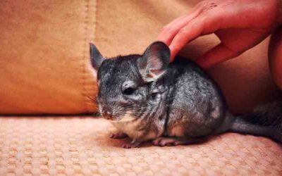 How Long Do Chinchillas Live as Pets? | Are They good pets?