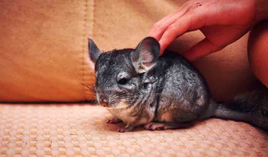 How Long Do Chinchillas Live as Pets? | Are They good pets?