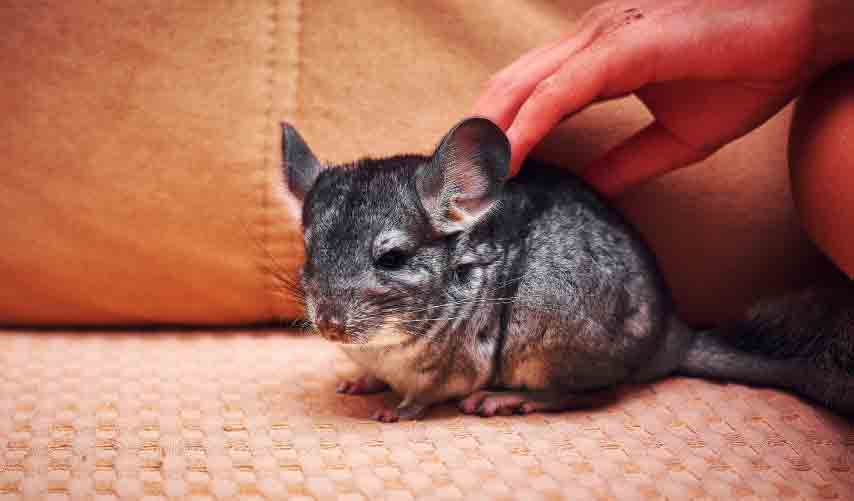 How Long Do Chinchillas Live