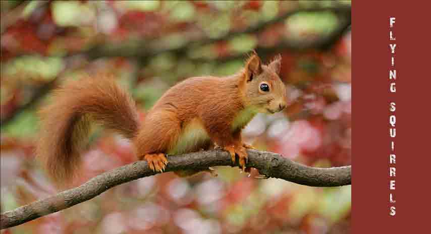 Flying squirrels