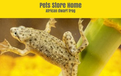 African Dwarf Frog Lifespan | Food | Care | Eggs | Tank Size | Setup | Temperature