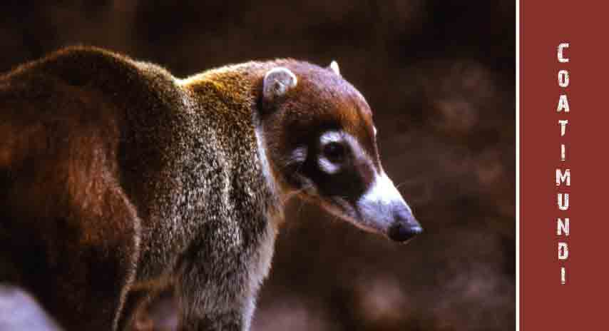 Coatimundi