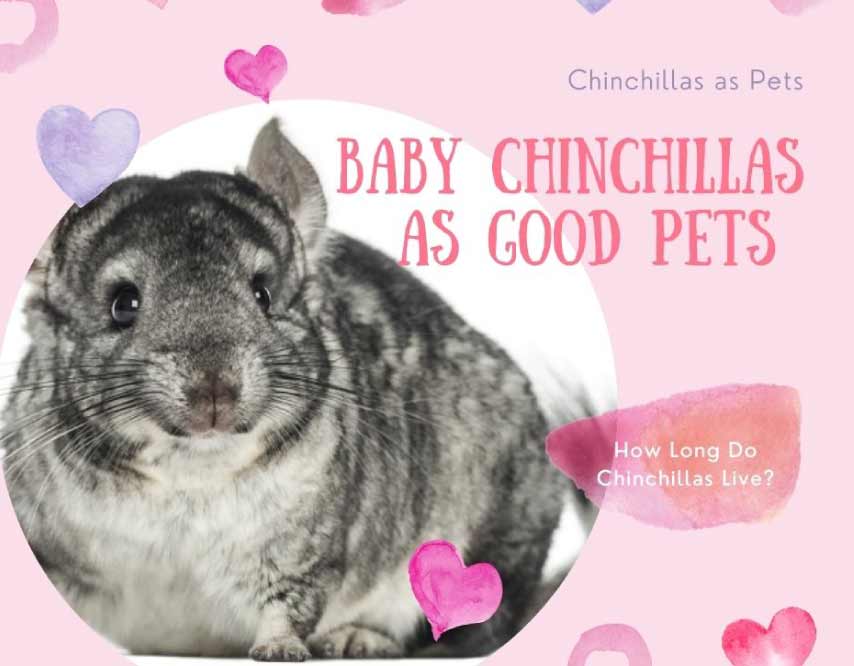 Baby Chinchillas as Good Pets