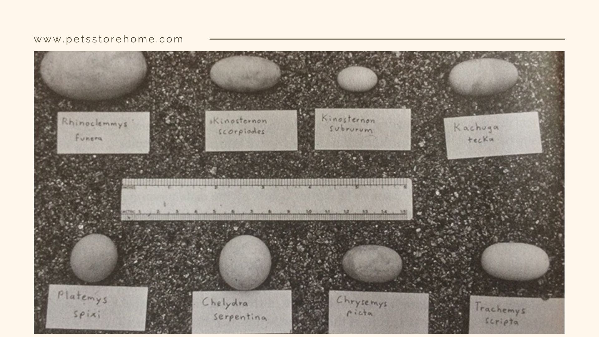 how long does it take for turtle eggs to hatch in minecraft