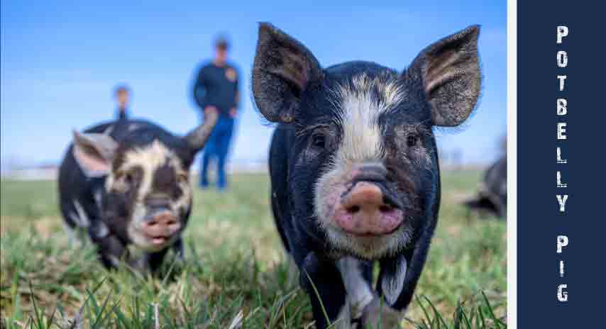 Potbelly Pig