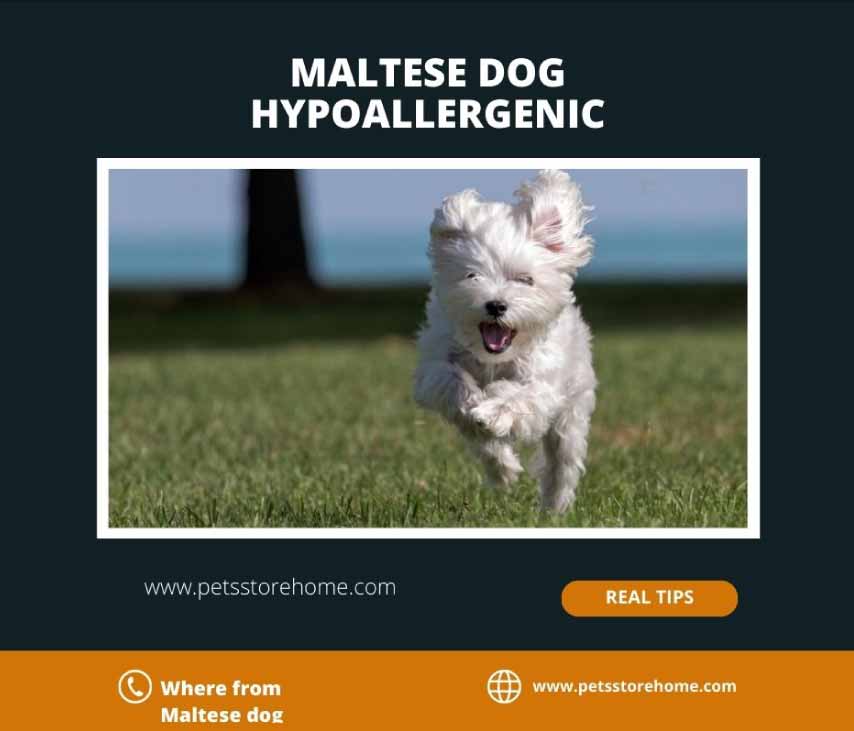 Maltese Dog Hypoallergenic