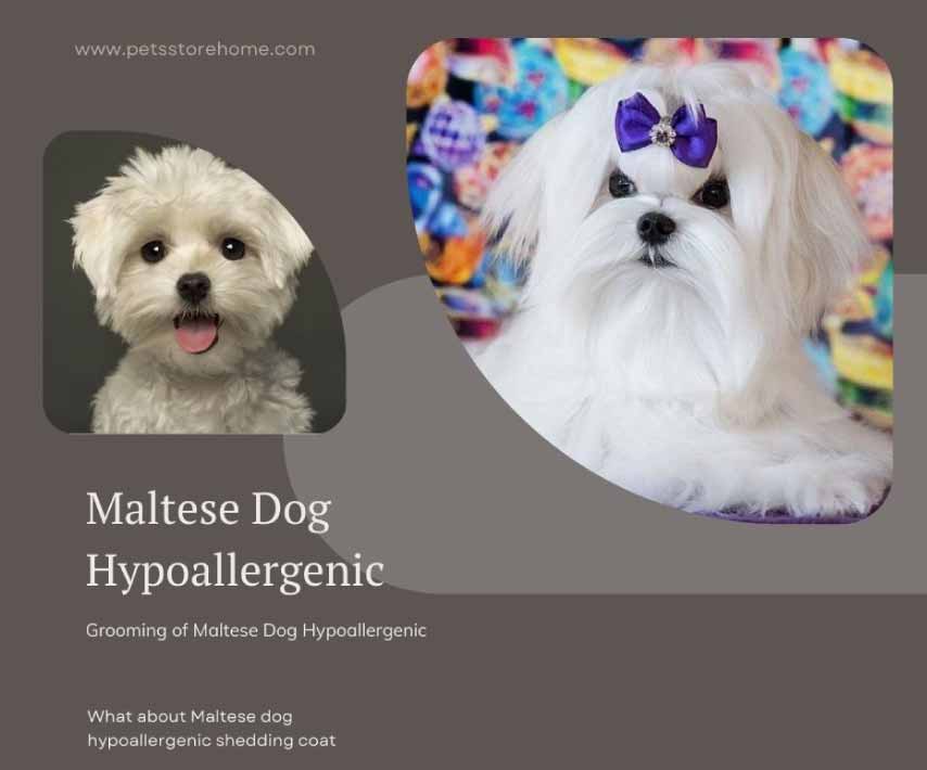 Maltese Dog Hypoallergenic 