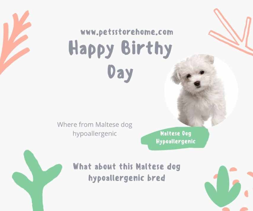 Maltese Dog Hypoallergenic