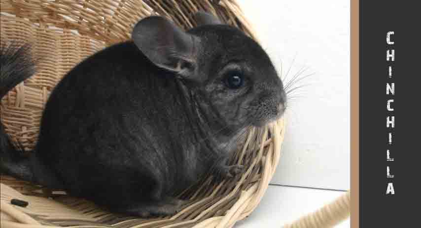 Chinchilla