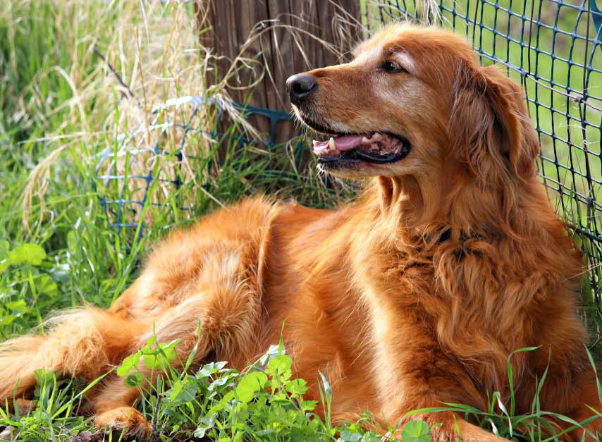 How Much Do Golden Retrievers Shed