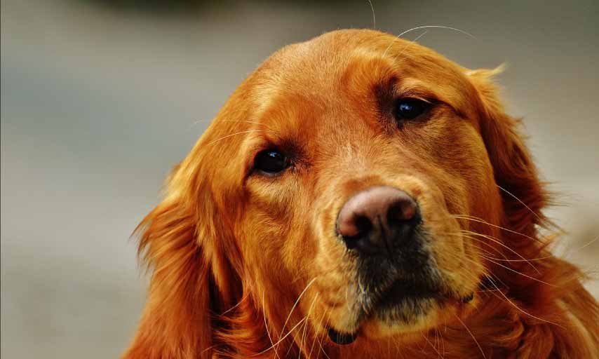 How Much Do Golden Retrievers Shed