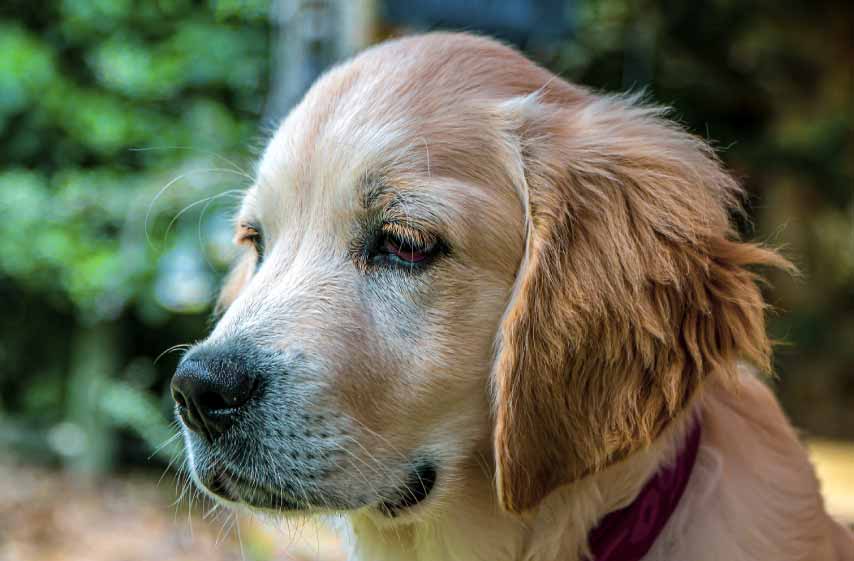 How Much Do Golden Retrievers Shed