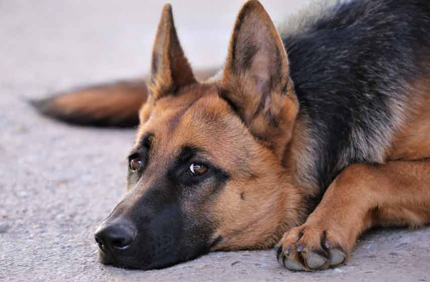 Blue Heeler German Shepherd